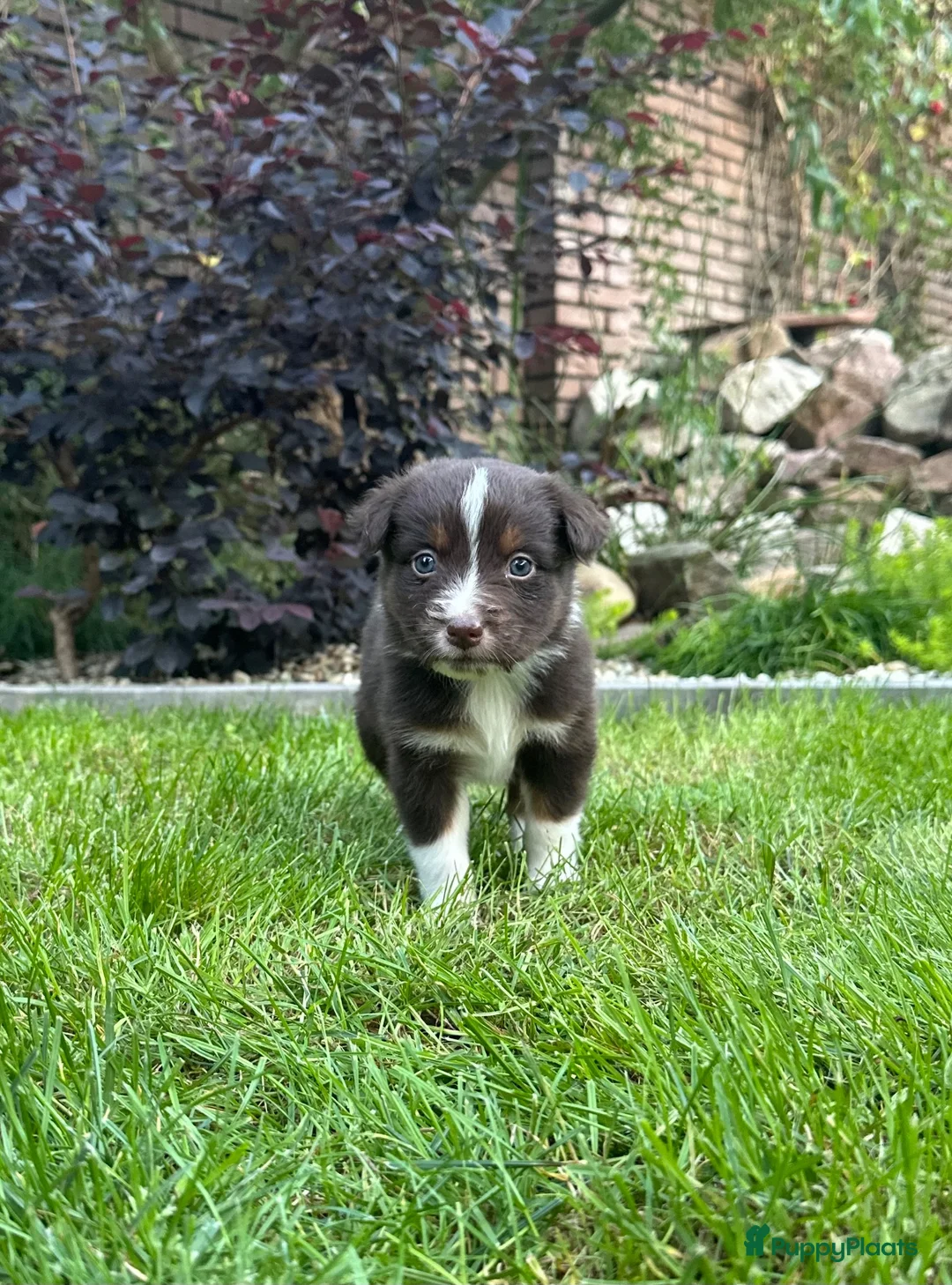 Australian Shepherd honden te koop: Australian Shepherd puppy’s - Advertentie 19