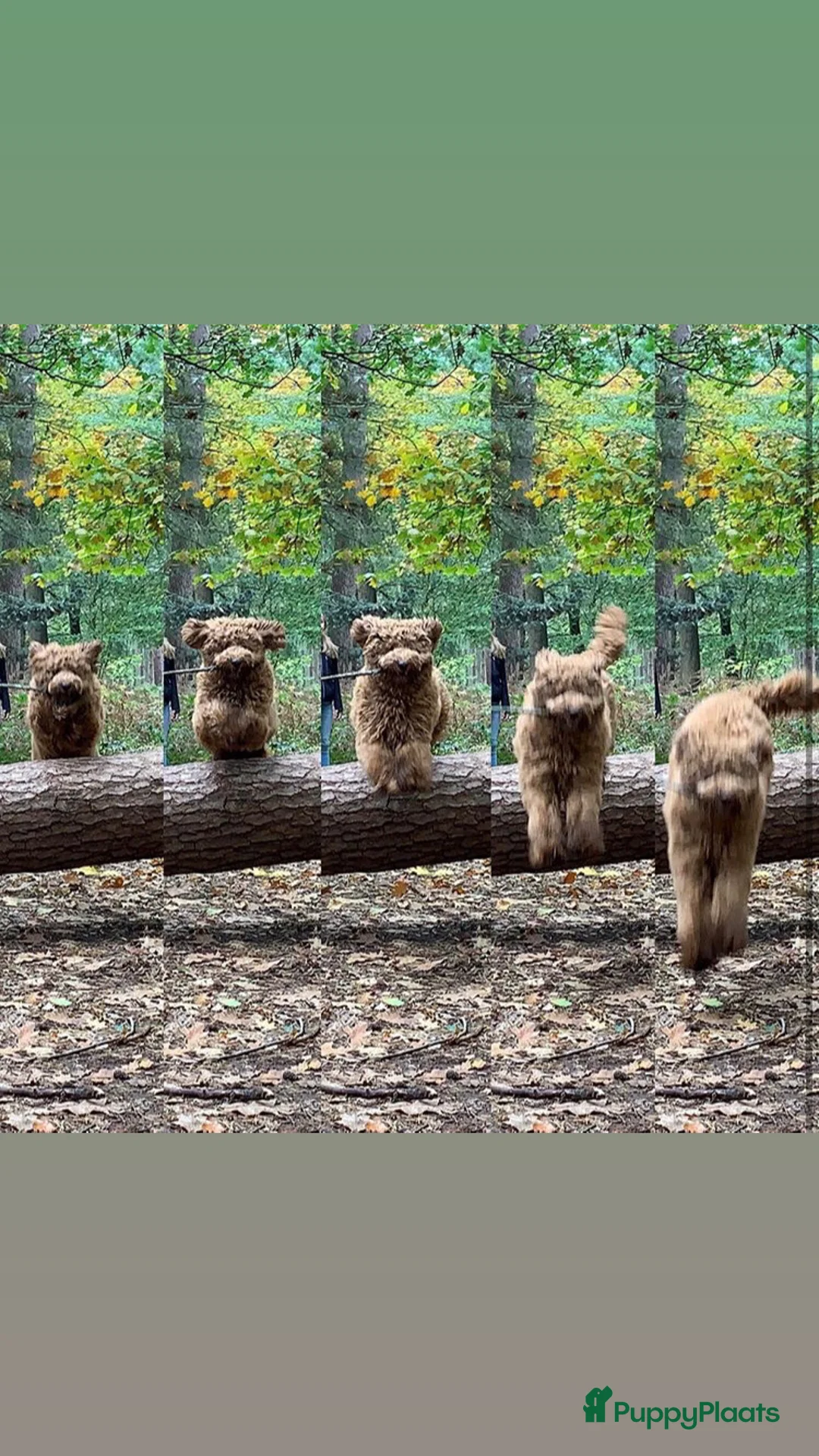 Labradoodle honden ter dekking: KNAPPE AUSTRALIAN LABRADOODLE DEKREU PUK in Breda - Advertentie 7