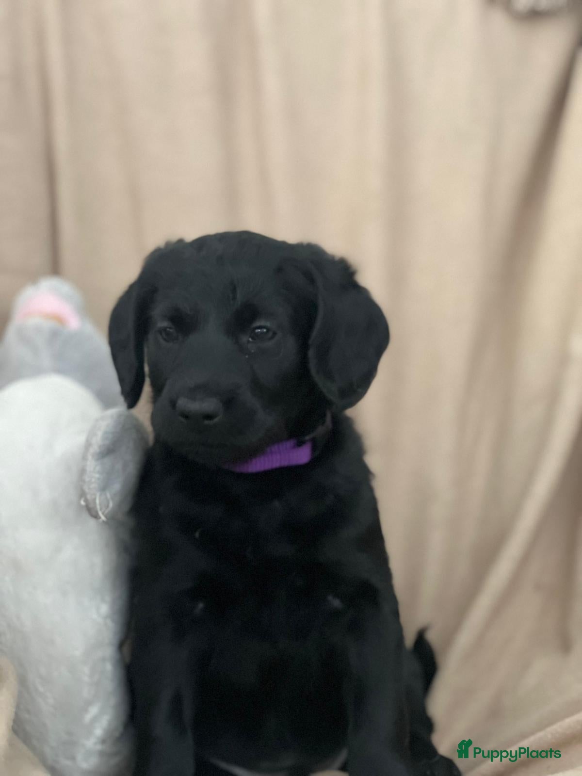 Labradoodle honden 2 F1 Labradoodles  - Advertentie 1