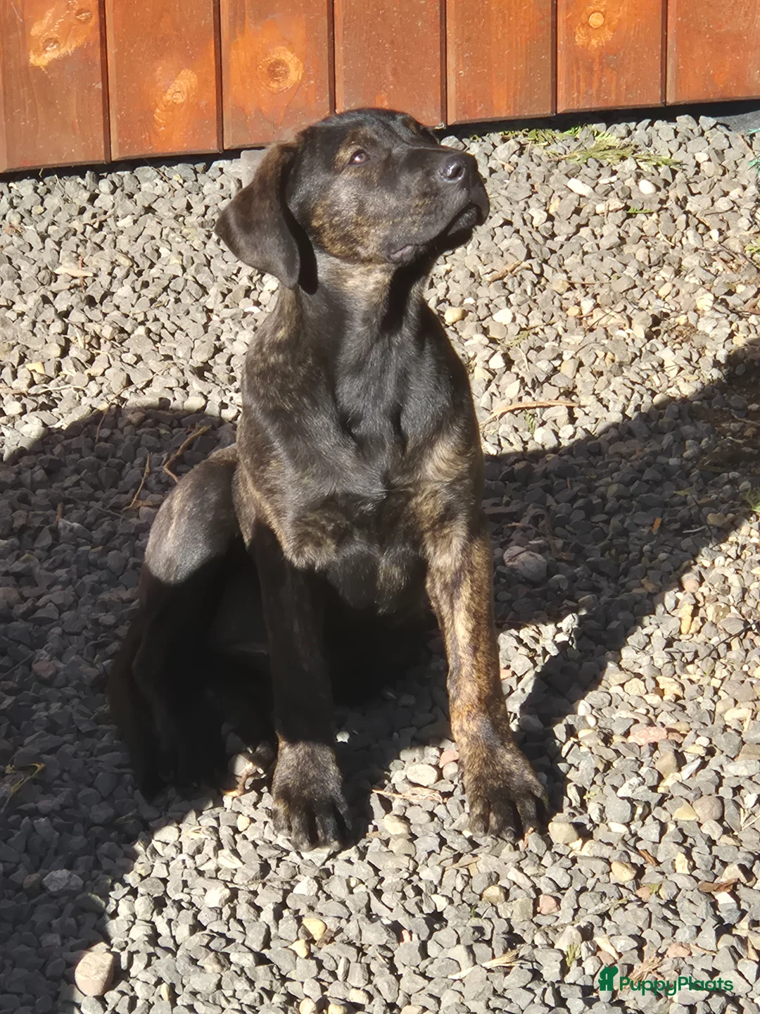 Kruising honden te koop: Presa Canario/ Rottweiler - Advertentie 9