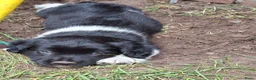 Kruising honden te koop: Lieve puppy's  in Hazerswoude-Dorp - Advertentie 4