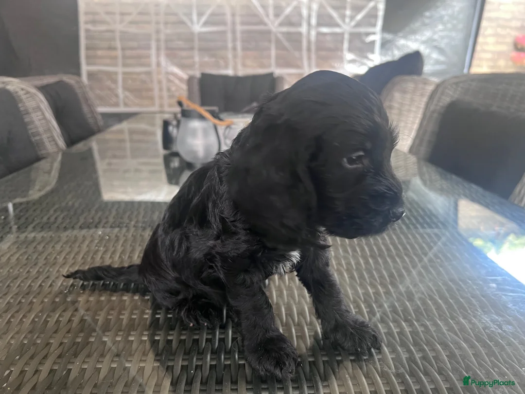 Cockapoo honden te koop: Cockapoo’s zoeken een gouden mandje  in Kerkdriel - Advertentie 8