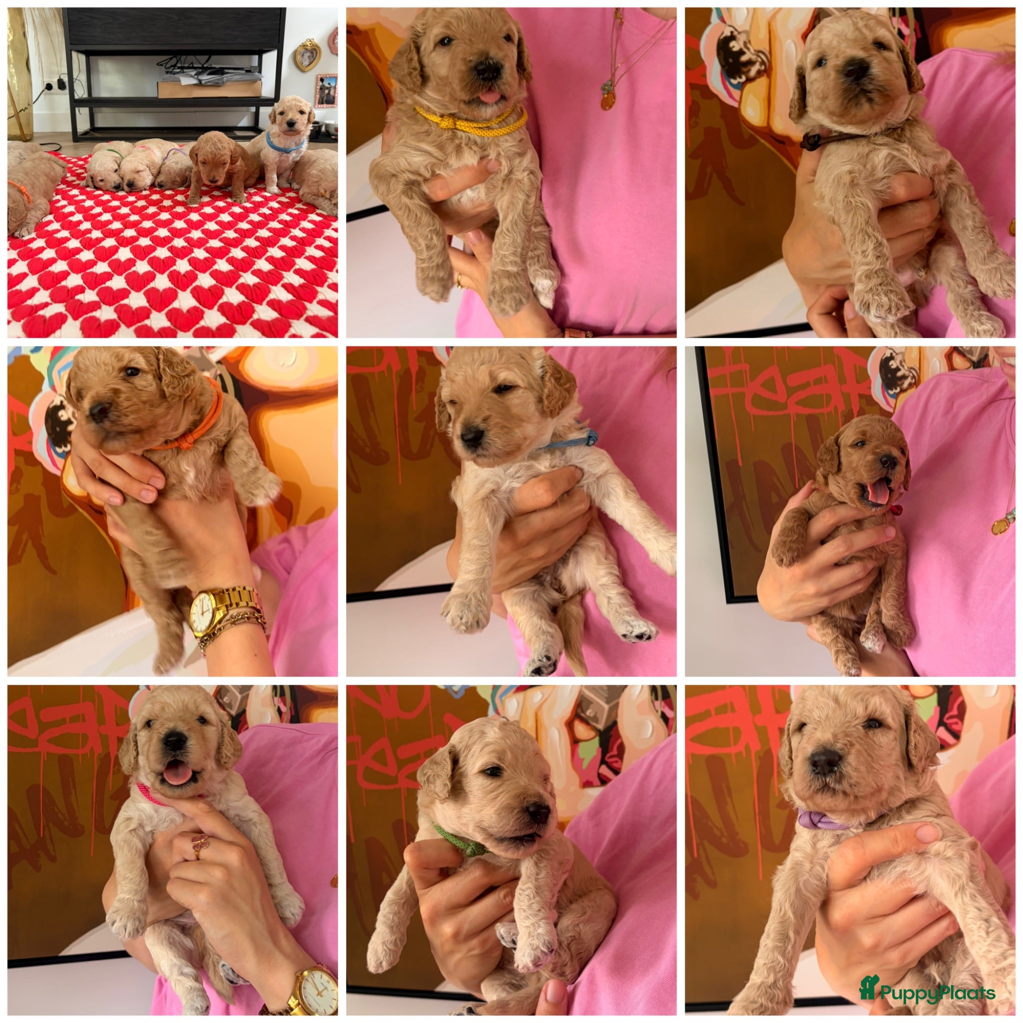 Goldendoodle honden Goldendoodle Pups gearriveerd! - Advertentie 7