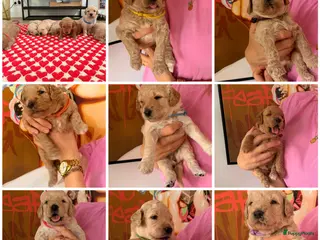 Goldendoodle honden Goldendoodle Pups gearriveerd! - Advertentie 7
