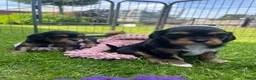 Cavalier King Charles Spaniel honden te koop: Cavelier King Charles pups - Advertentie 3