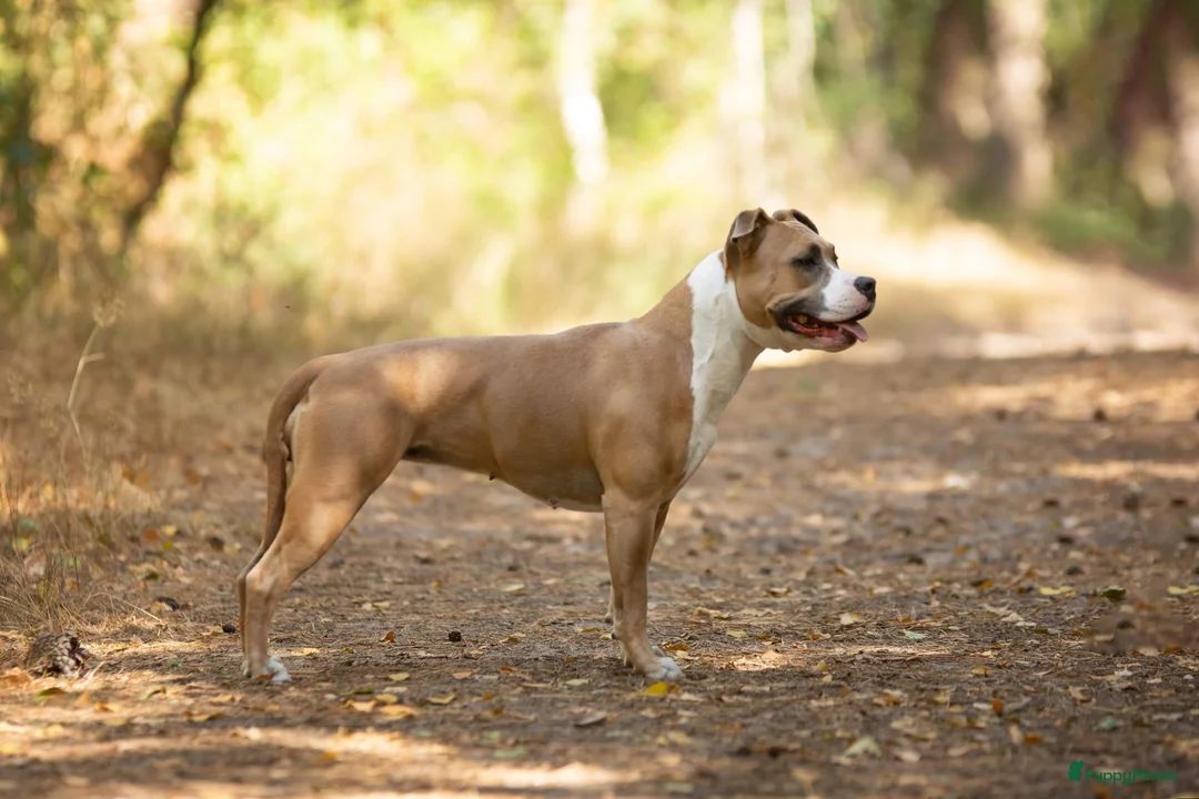 Galerij afbeelding {{count}}