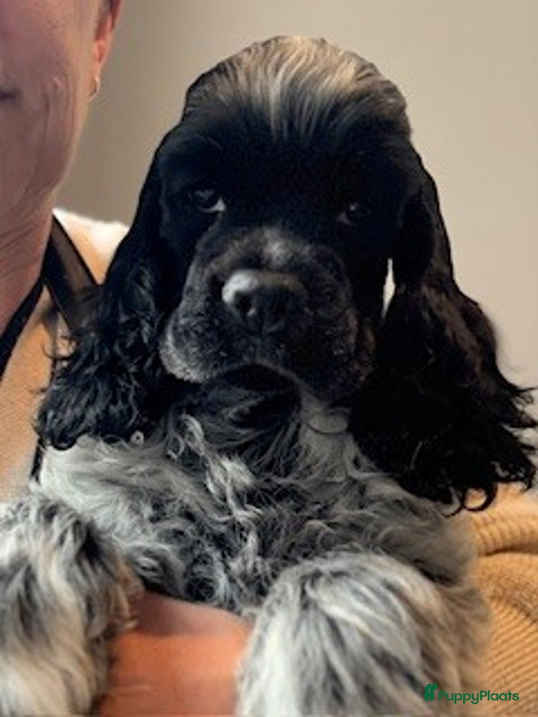 Amerikaanse Cocker Spaniel honden te koop: 4 blauwschimmel reutjes Amerikaanse Cocker Spaniel - Advertentie 4
