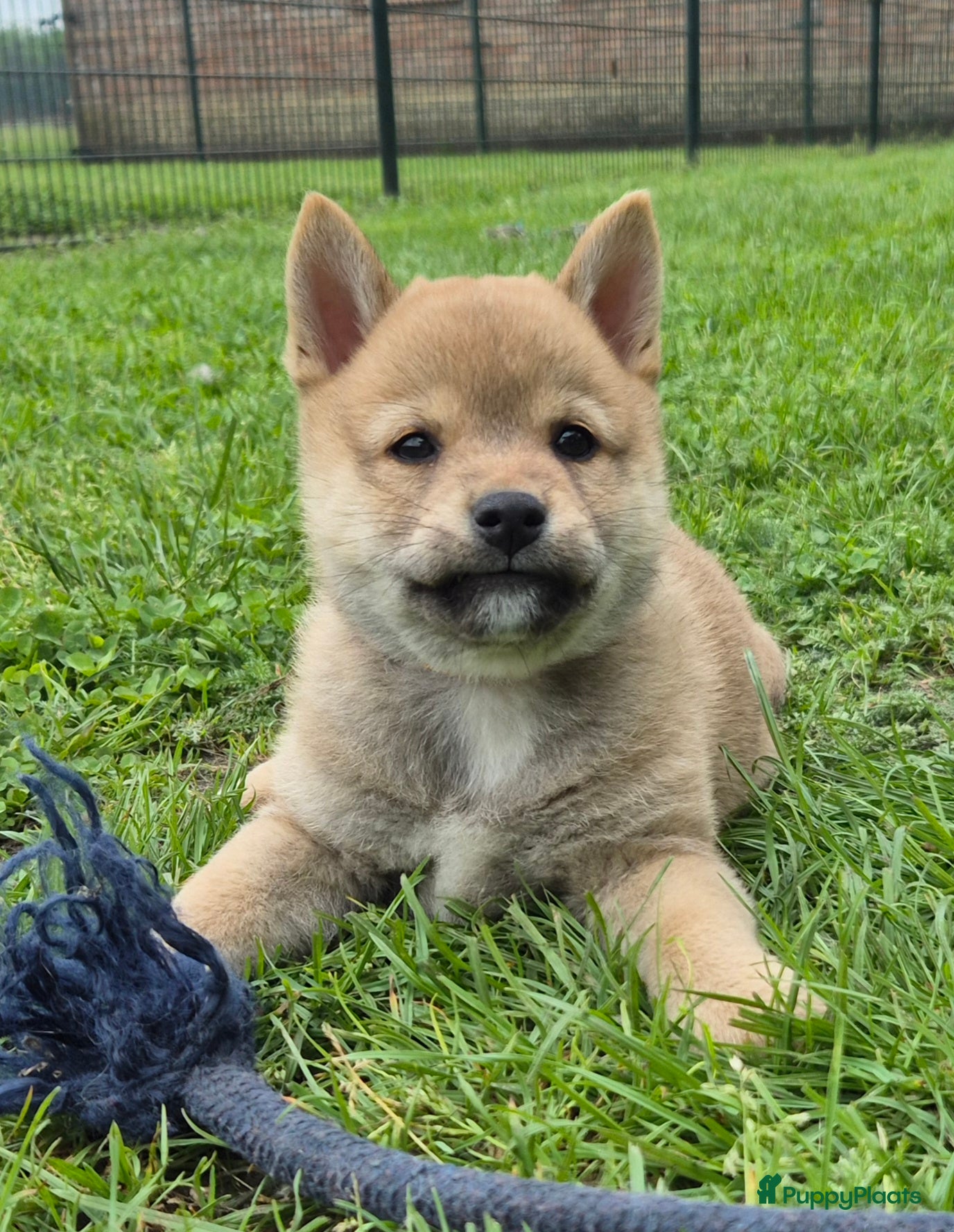 Shiba honden Shiba inu pups (25% pomeriaan) - Advertentie 5