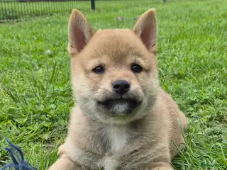 Shiba honden Shiba inu pups (25% pomeriaan) - Advertentie 5