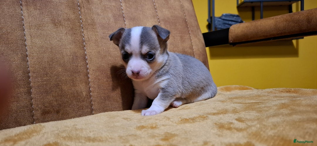 Chihuahua honden te koop: Chihuahua - Advertentie 19