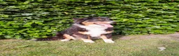 Australian Shepherd honden te koop: Blijvend huis gezocht voor Australian shepherd  - Advertentie 11
