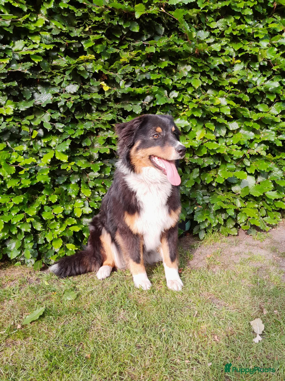Australian Shepherd honden te koop: Blijvend huis gezocht voor Australian shepherd  - Advertentie 11