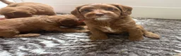 Australian Labradoodle honden te koop: Multigen Australian Labradoodle pups - Advertentie 9