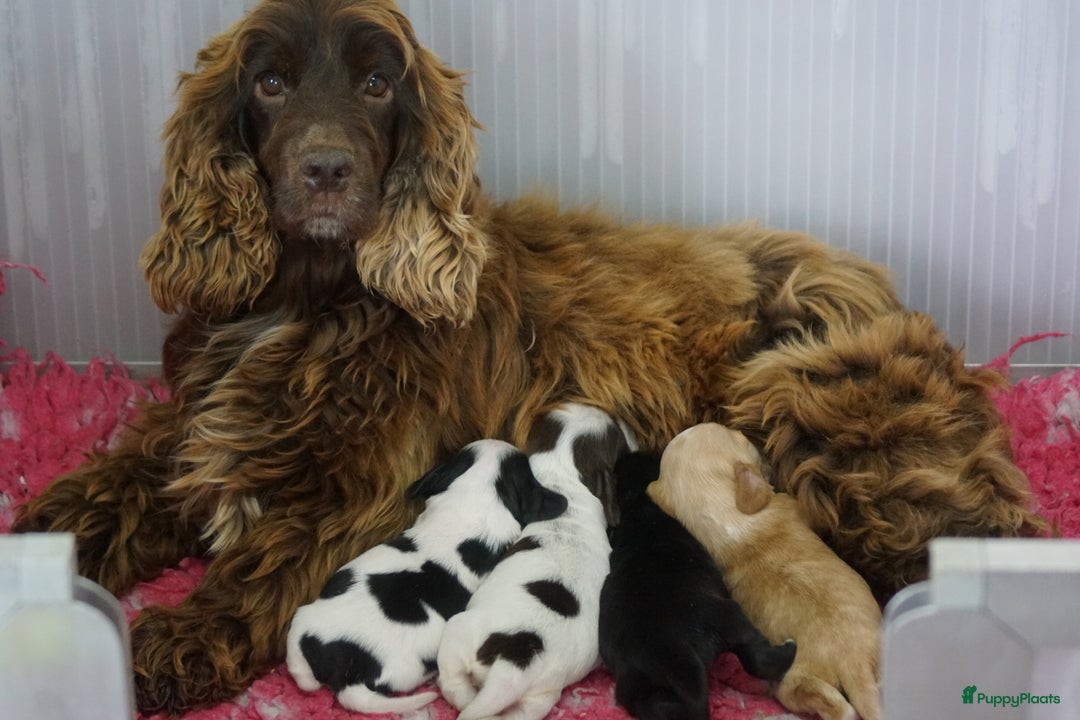 Engelse Cocker Spaniel honden te koop: Engelse Cocker Spaniel Pups met Stamboom  - Afbeelding 4