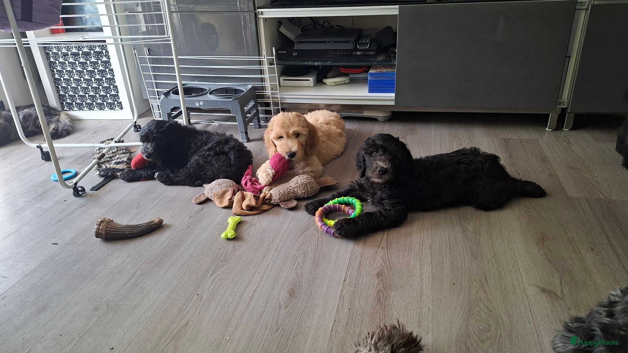 Labradoodle honden Mooie Labradoodle puppy's mogen verhuizen - Advertentie 1