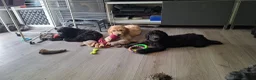 Labradoodle honden te koop: Lieve sociale Labradoodle puppy's mogen verhuizen - Advertentie 2