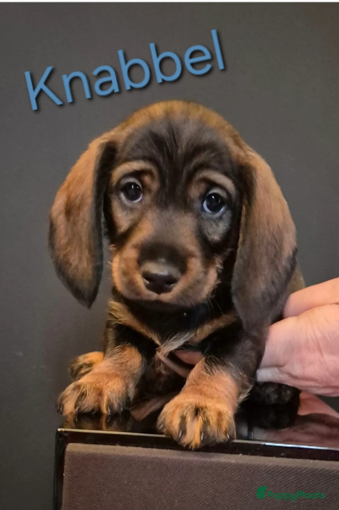 Kruising honden te koop: Zachte ruwhaar teckelpups 2x reu black/tan - Advertentie 5