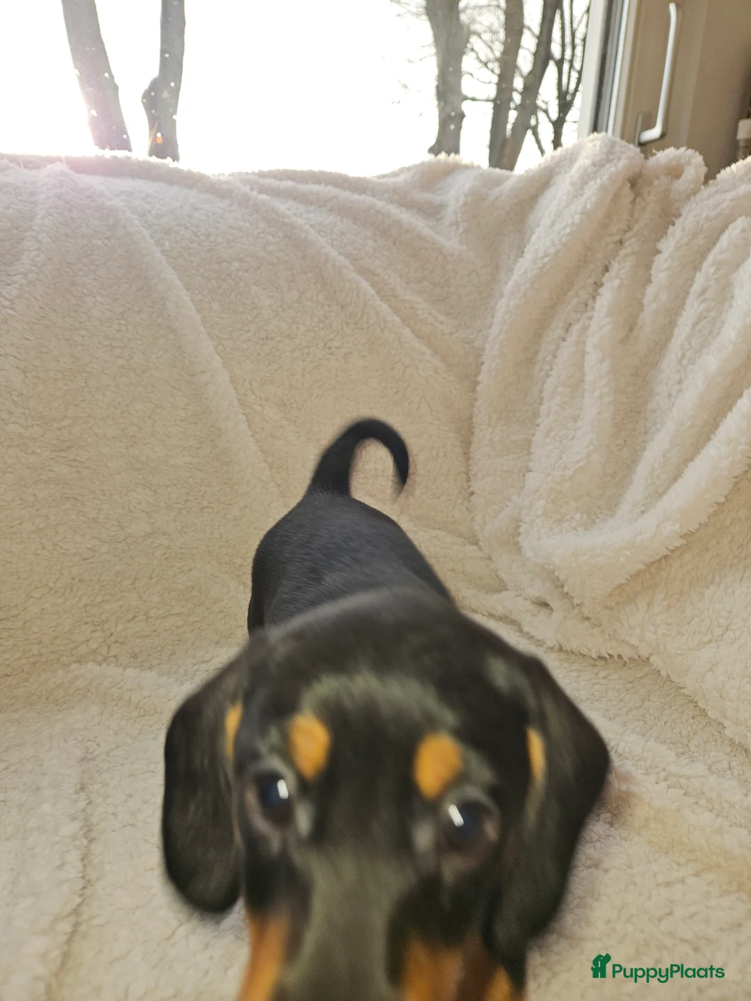 Kruising honden te koop: Teckel pup  in Dalfsen - Advertentie 2