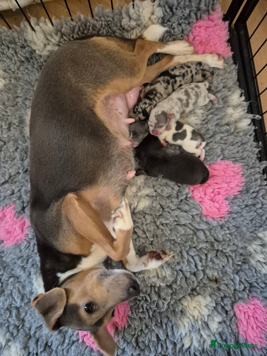 Jack Russel Terriër honden te koop: Nog 3 mooie jack Russell pups te koop - Advertentie 1