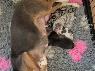 Jack Russel Terriër honden Nog 3 mooie jack Russell pups te koop - Advertentie 18