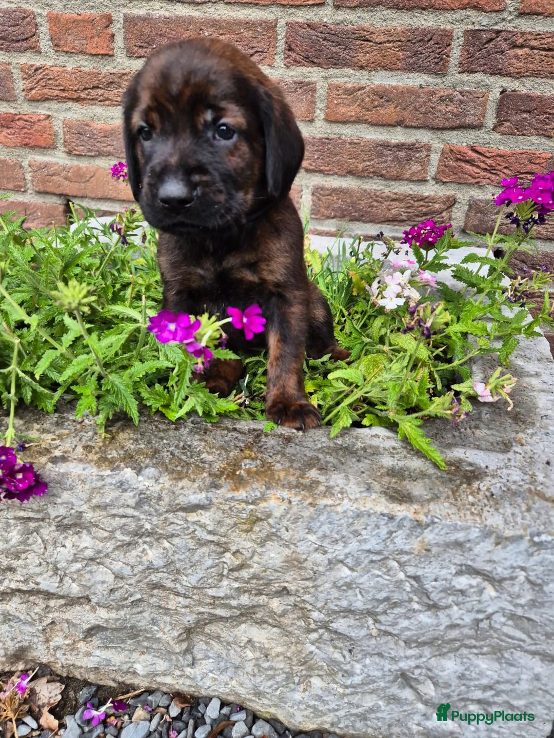 Labrador Retriever honden te koop: Knappe labrador x beierse bergzweethond mix - Afbeelding 11