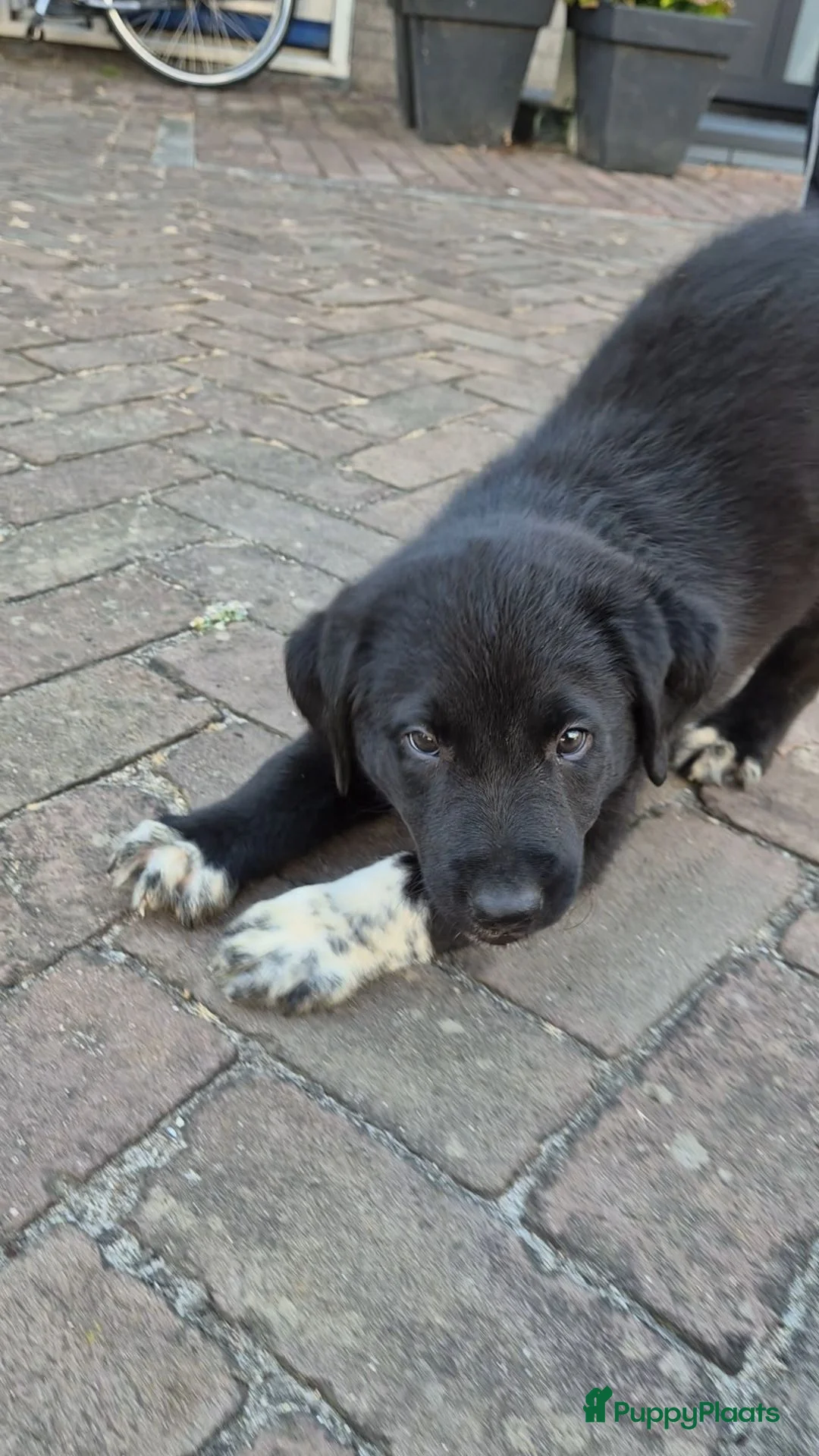 Kruising honden te koop: Borador pupjes♡ - Advertentie 2