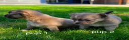 Chihuahua honden te koop: Chihuahua pups - Advertentie 7
