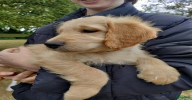 Goldendoodle honden - Advertentie 10