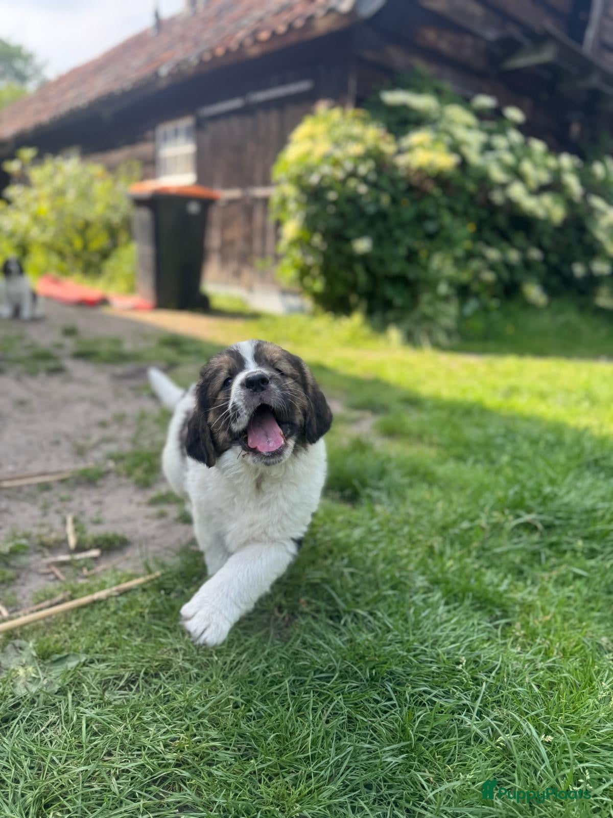 Kruising honden Schitterende Landseer X Tatra/Aussie/Leonberg pups - Advertentie 2