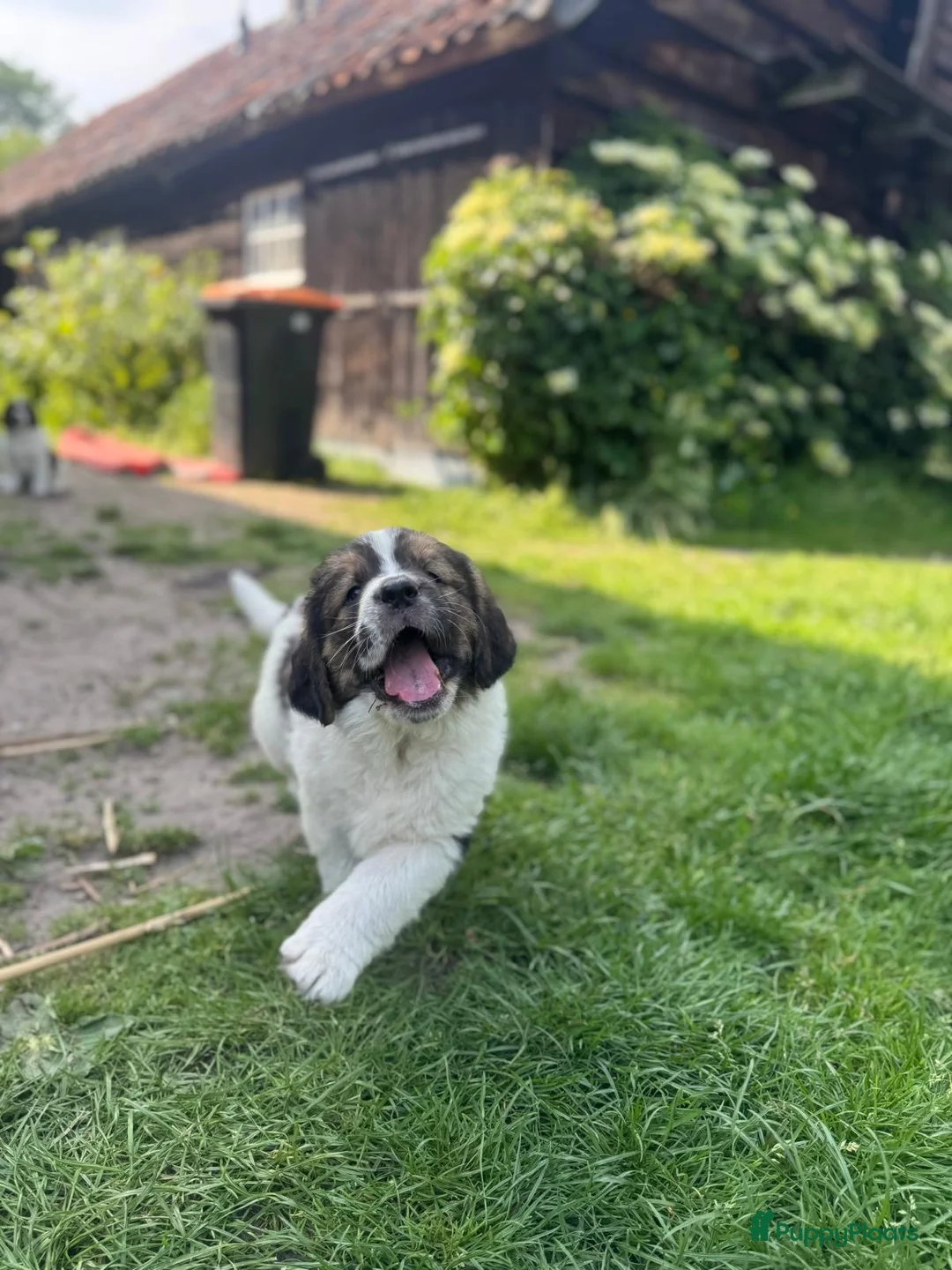 Kruising honden te koop: Schitterende Landseer X Tatra/Aussie/Leonberg pups - Advertentie 2