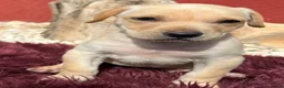 Kruising honden ter adoptie: hicha deze lieve meid zoekt haar gouden mandje  - Advertentie 9