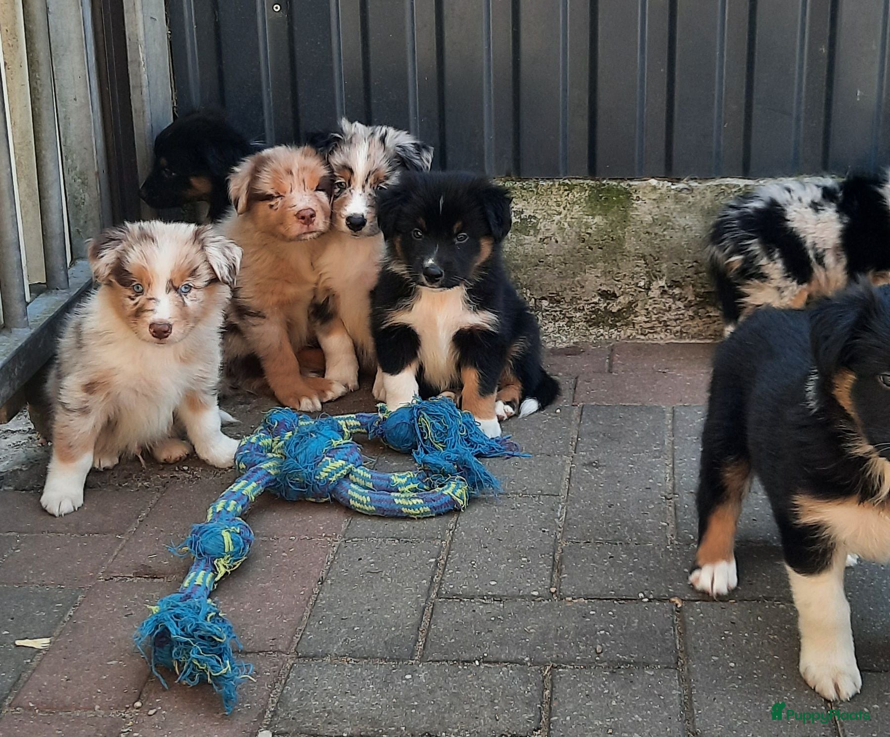 Kruising honden Border collie Australian shepherd mix puppies - Advertentie 5
