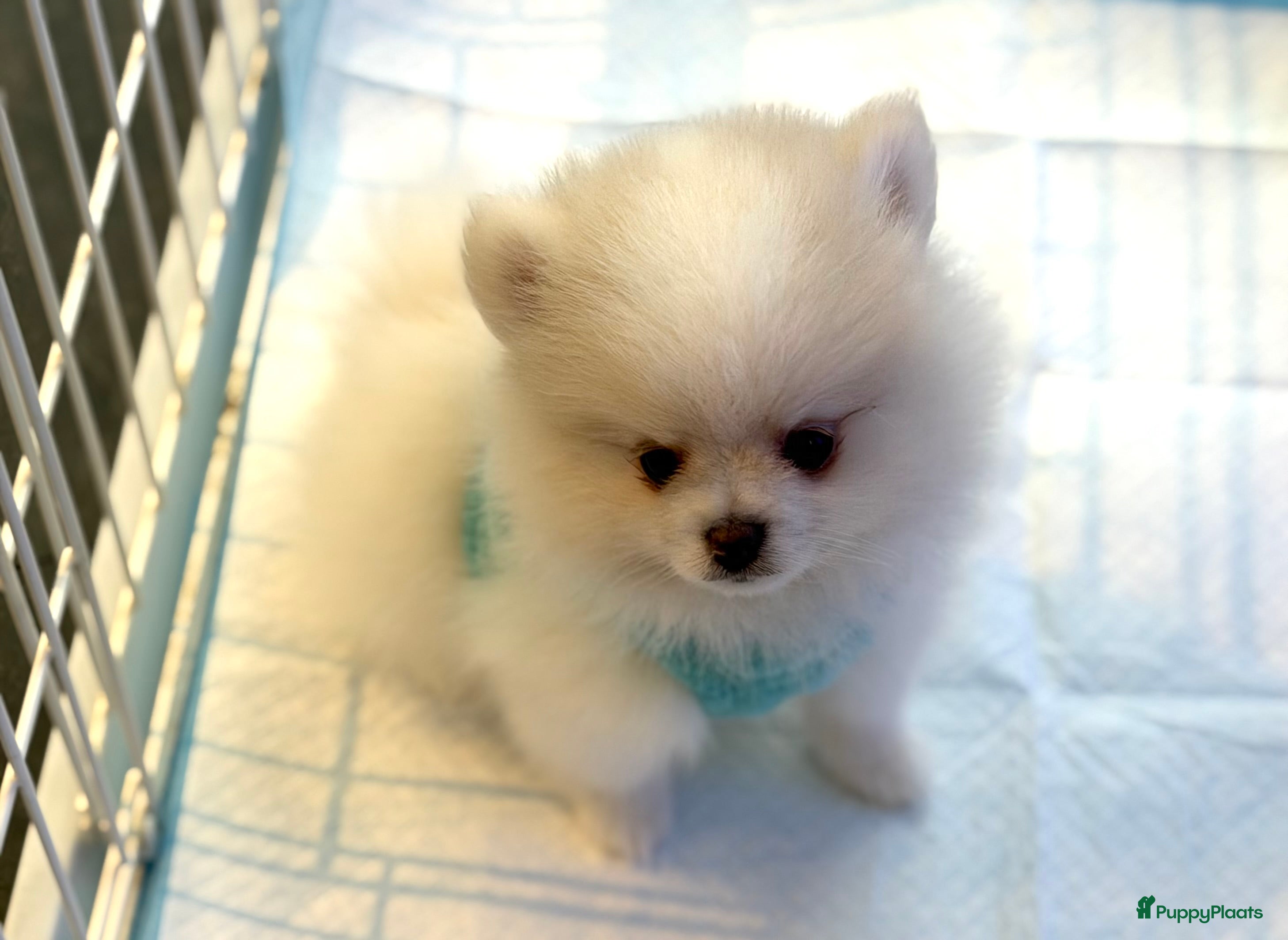 Pomeriaan honden Mooiste raszuivere pomeranian pomeriaan pups - Advertentie 2