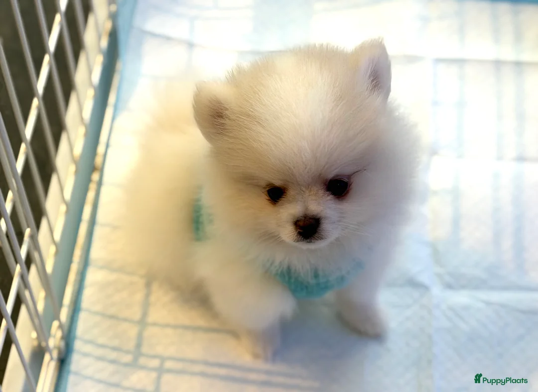 Pomeriaan honden te koop: Mooiste raszuivere pomeranian pomeriaan pups - Advertentie 2