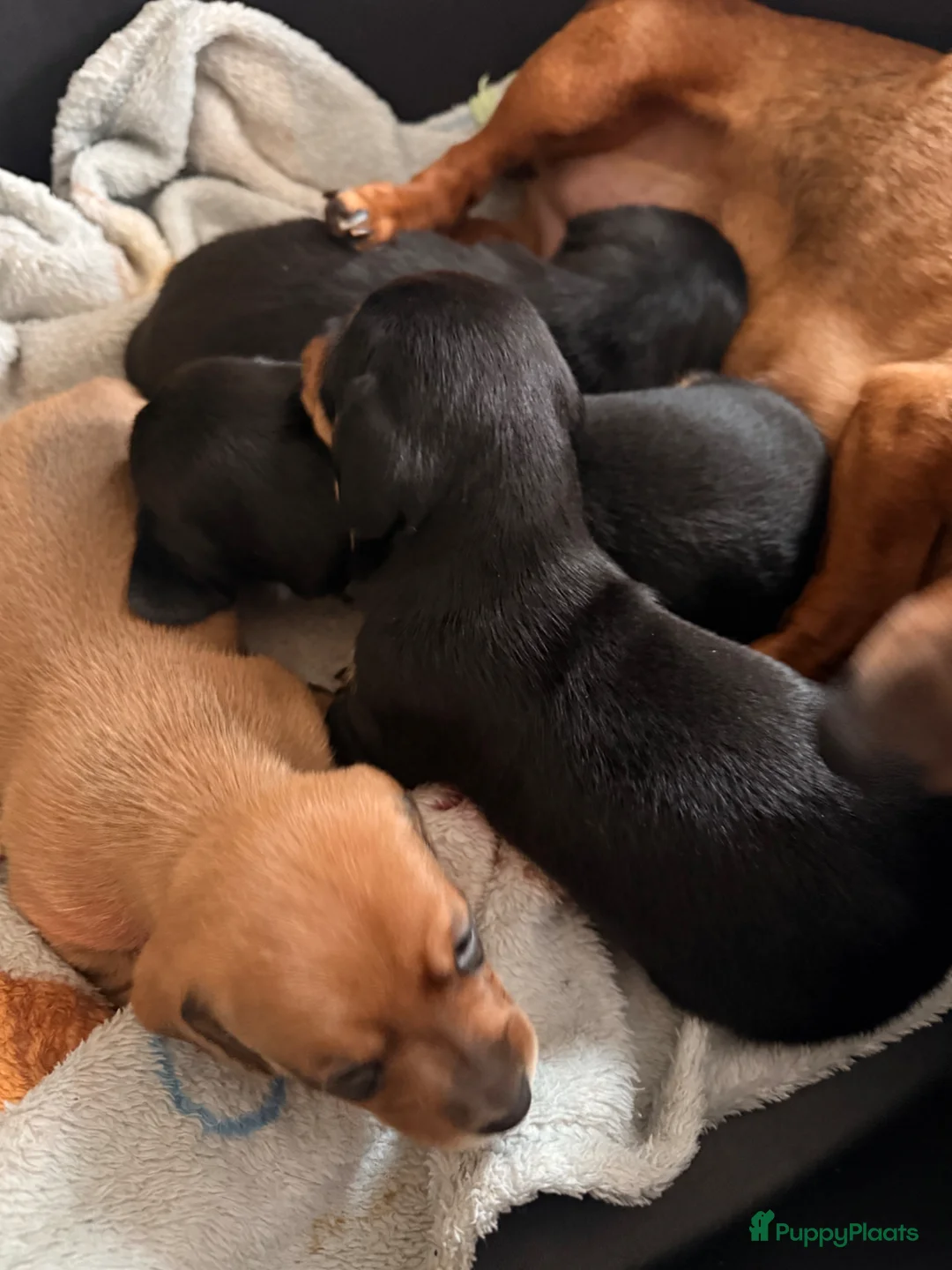 Teckel (korthaar)  honden te koop: Dwergteckel pups - Advertentie 2