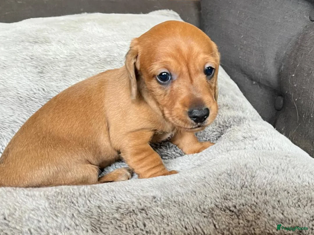 Kruising honden te koop: prachtige ruwhaar dwergteckel pups - Advertentie 13