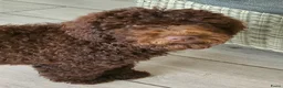 Labradoodle honden te koop: prachtige choco f4 multigen labradoodle pups - Advertentie 5