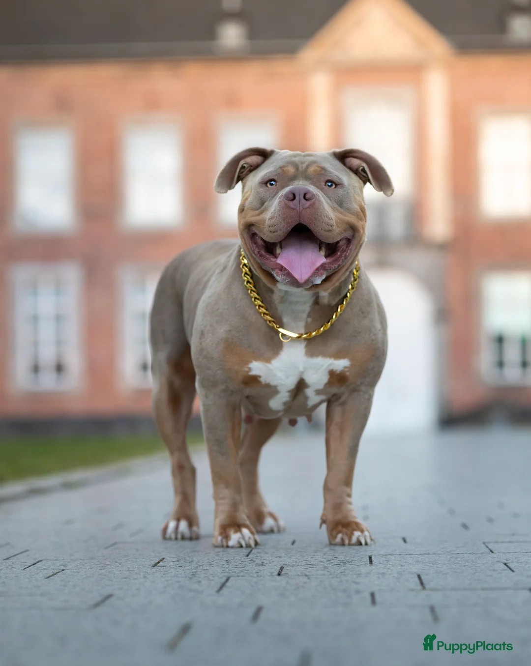 Amerikaanse Bully honden te koop: 🐾 American Bully XL pups verwacht zomer 2026 🐾 - Advertentie 1