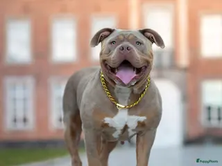 Amerikaanse Bully honden 🐾 American Bully XL pups verwacht zomer 2026 🐾 - Advertentie 2