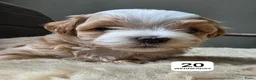 Havanezer honden te koop: Raszuivere Havanezer, met FCI stamboom - Advertentie 23
