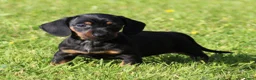 Teckel (korthaar)  honden te koop: Teckel pups - Advertentie 14