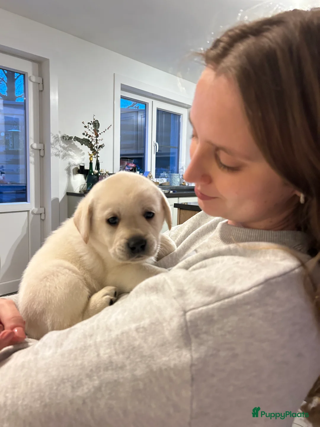 Labrador Retriever honden te koop: Super mooie gele labrador pups - Advertentie 6