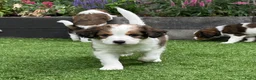 Kooikerhondje honden te koop: Kooiker pups Kooikerhondje  - Advertentie 19