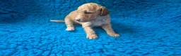 Cockapoo honden te koop: Hele mooie cockapoo pupjes - Advertentie 6