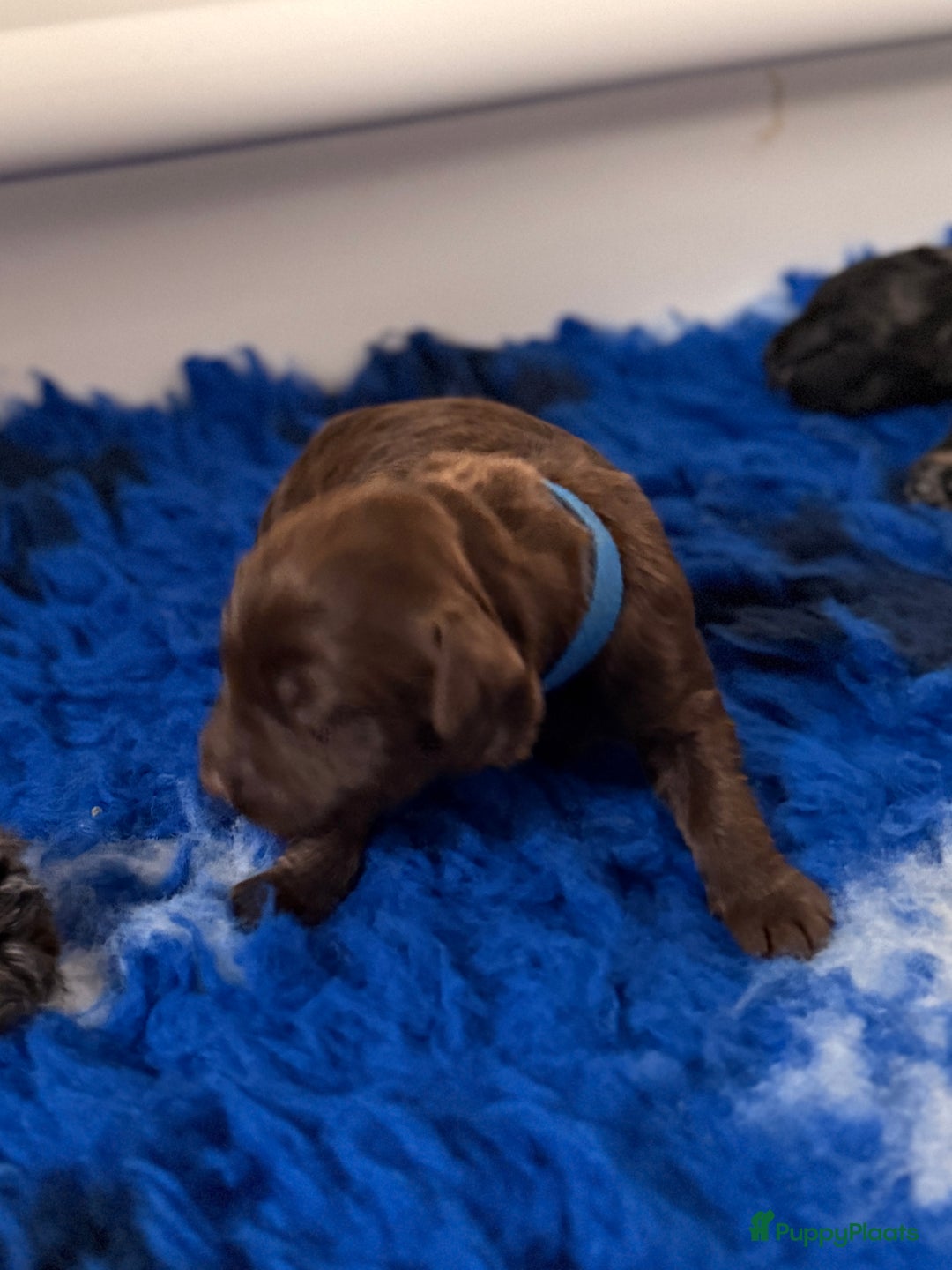 Kruising honden te koop: Goldendoodle/labradoodle  - Advertentie 23