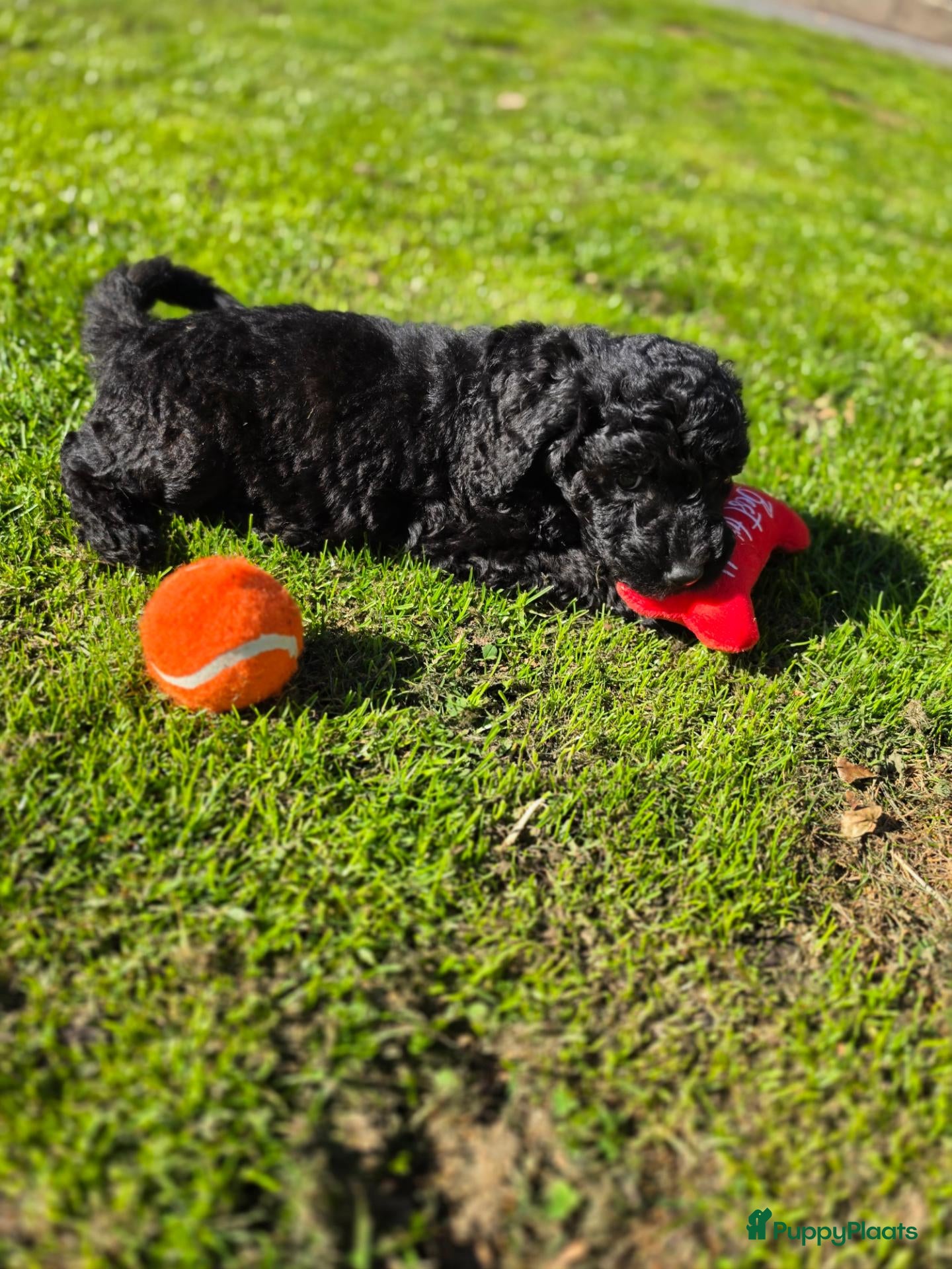 Labradoodle honden Labradoodle Teefjes💖💖 F1bb generatie  - Advertentie 2