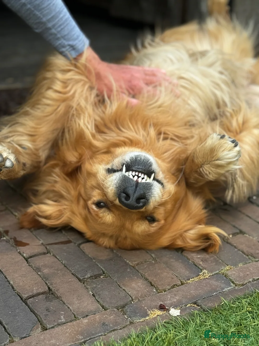 Kruising honden te koop: Prachtige Pups echt uit liefde geboren. ❤️🐶 - Advertentie 7