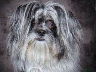 Kruising honden Hij dekt met veel plezier. in Apeldoorn - Advertentie 3