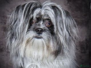 Kruising honden Hij dekt met veel plezier. in Apeldoorn - Advertentie 7