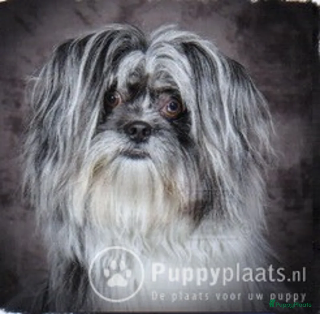 Kruising honden ter dekking: Hij dekt met veel plezier. in Apeldoorn - Advertentie 1